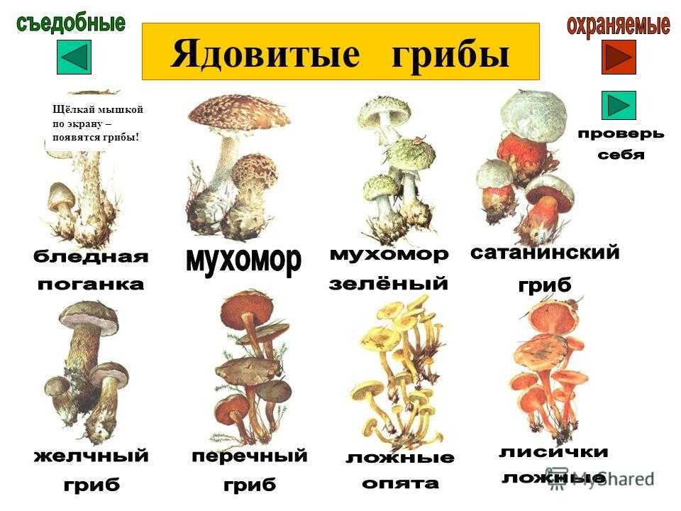 Детям про грибы съедобные и ядовитые с названиями и описаниями
