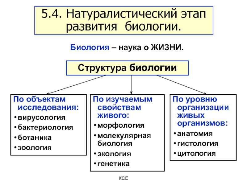 Наука биология - все о ней, описываются принципы и методы изучения