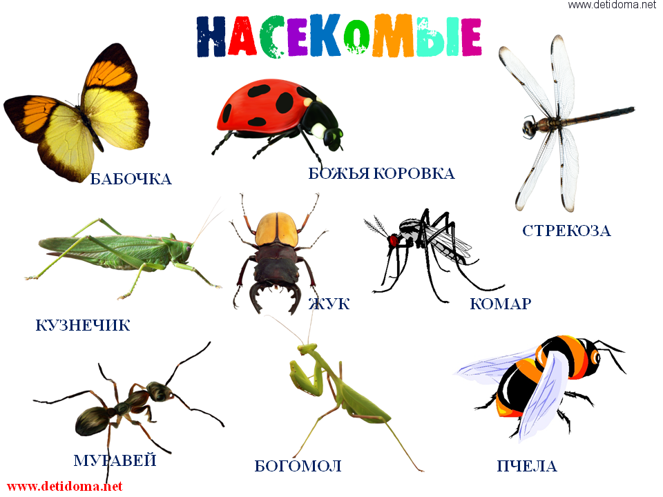 Классификация насекомых | помощь школьникам