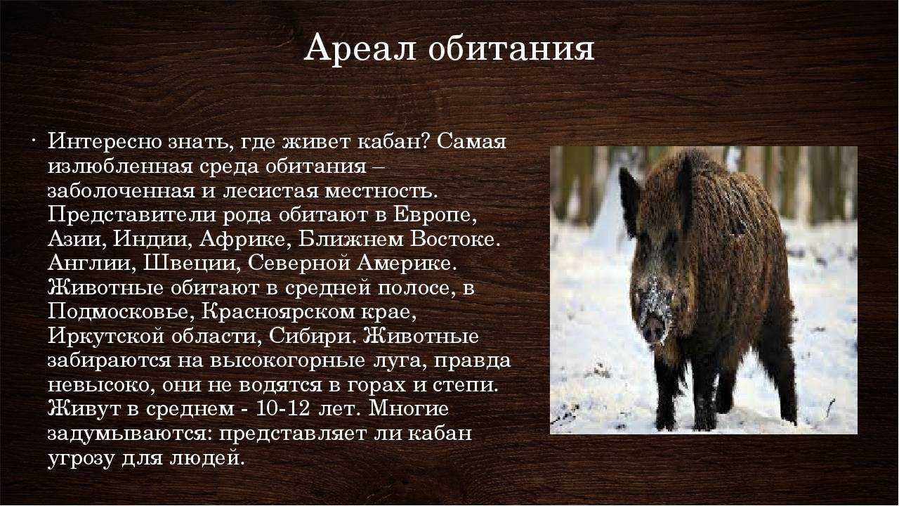 Кабан в лесу: где живет, чем питается, алгоритм действий при встрече - truehunter.ru