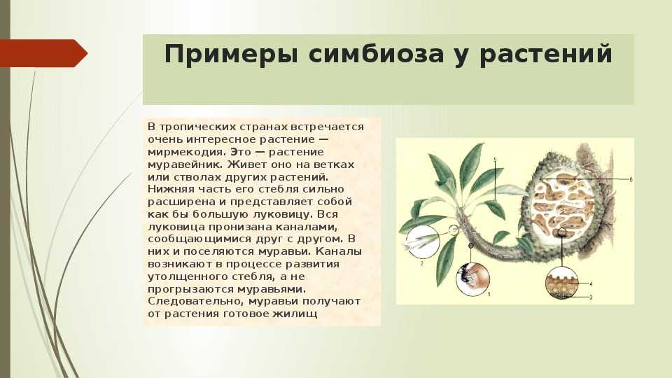 Симбиоз | справочник по защите растений — агроxxi