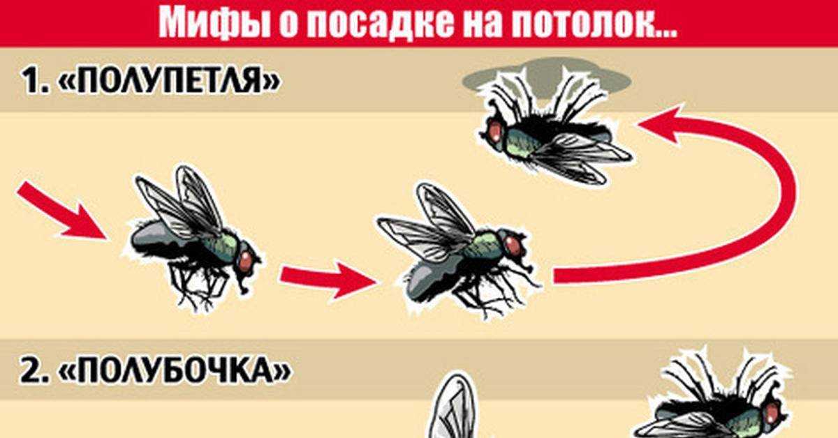 Опыт шарля: газовые законы. законы идеальных газов