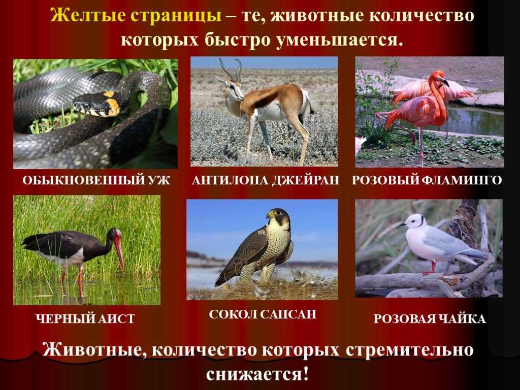 Животные красной книги россии и мира