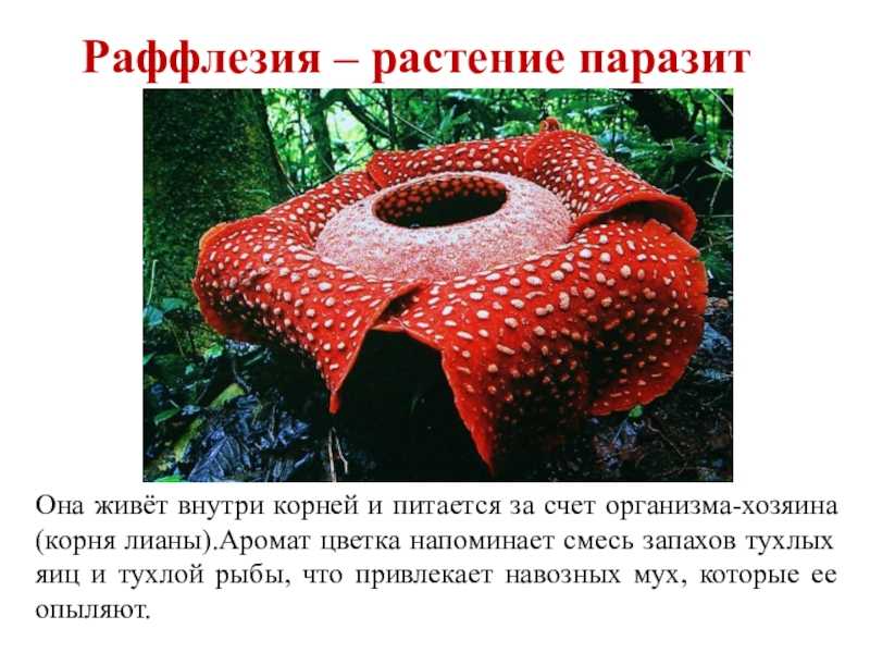 Характеристика отряда двукрылых и его основных семейств