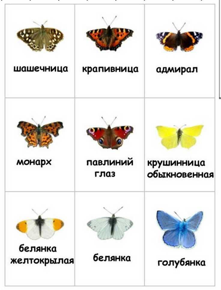 Ночные мотыльки: описание и образ жизни