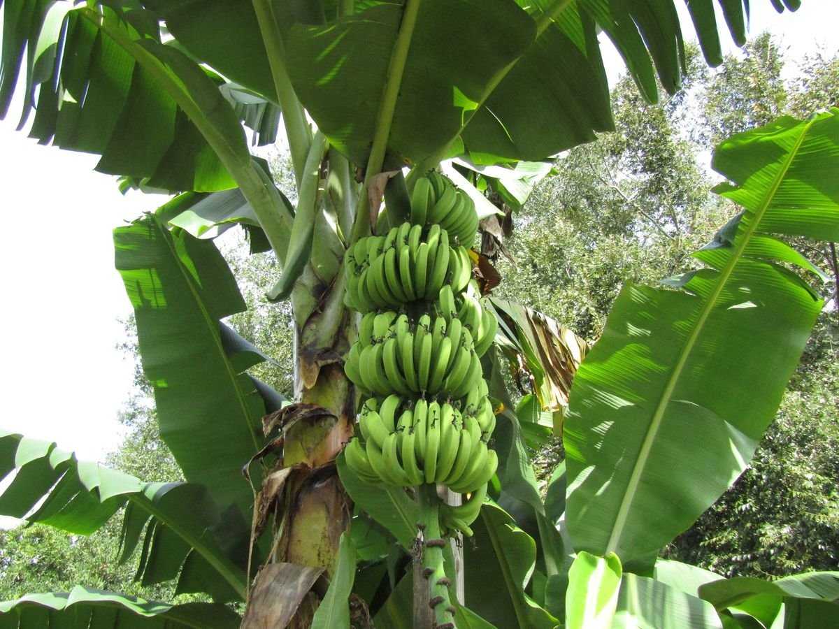Blue java banana: the ice cream banana plant