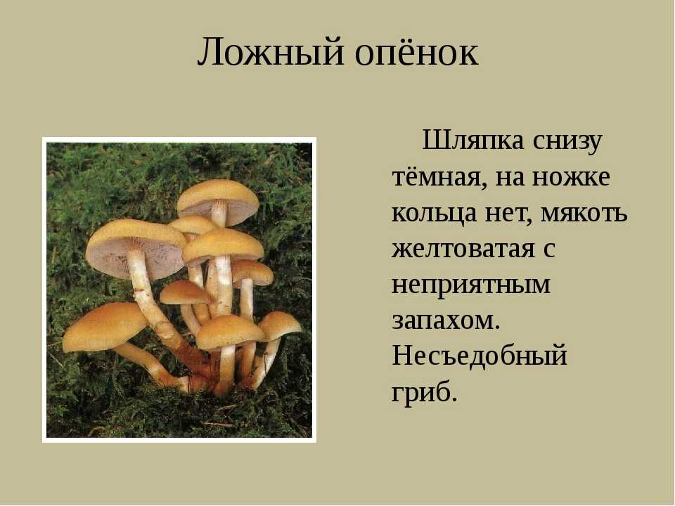 Как отличить ложные опята от настоящих, как они выглядят