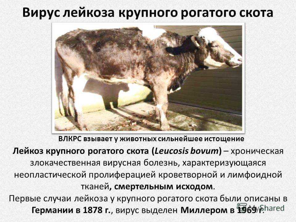 Анализ романа джейн остин «гордость и предубеждение» ️ история создания, описание поступков и характеристика главных героев, сюжетная линия, жанр произведения