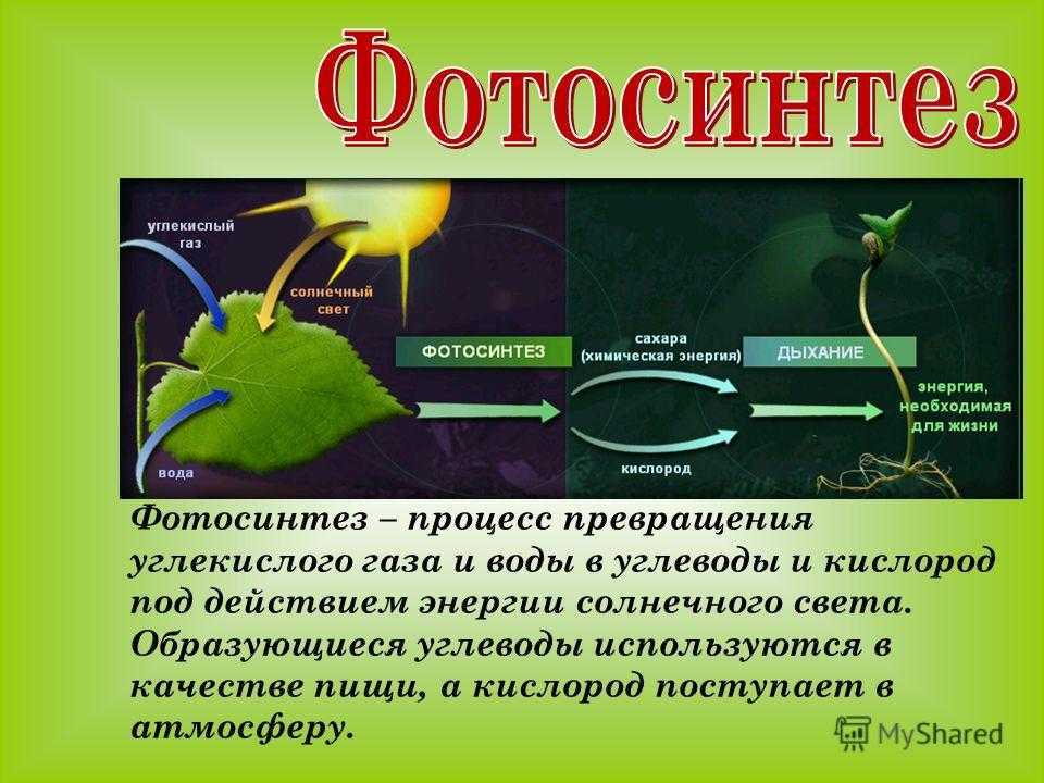 Почему экосистемам и видам нашей планеты необходим генетический ремонт