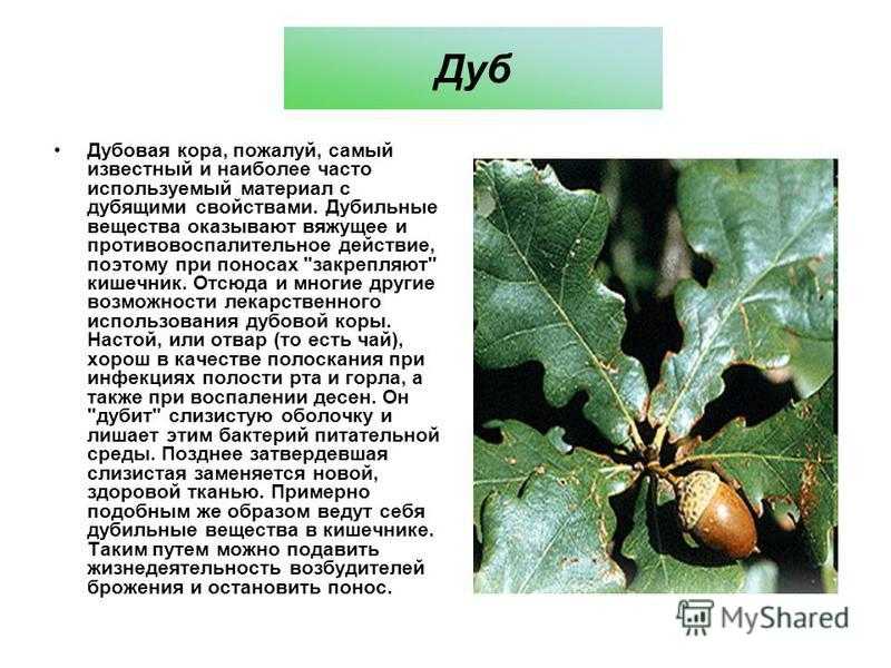 Кора дуба. лечебные свойства коры дуба