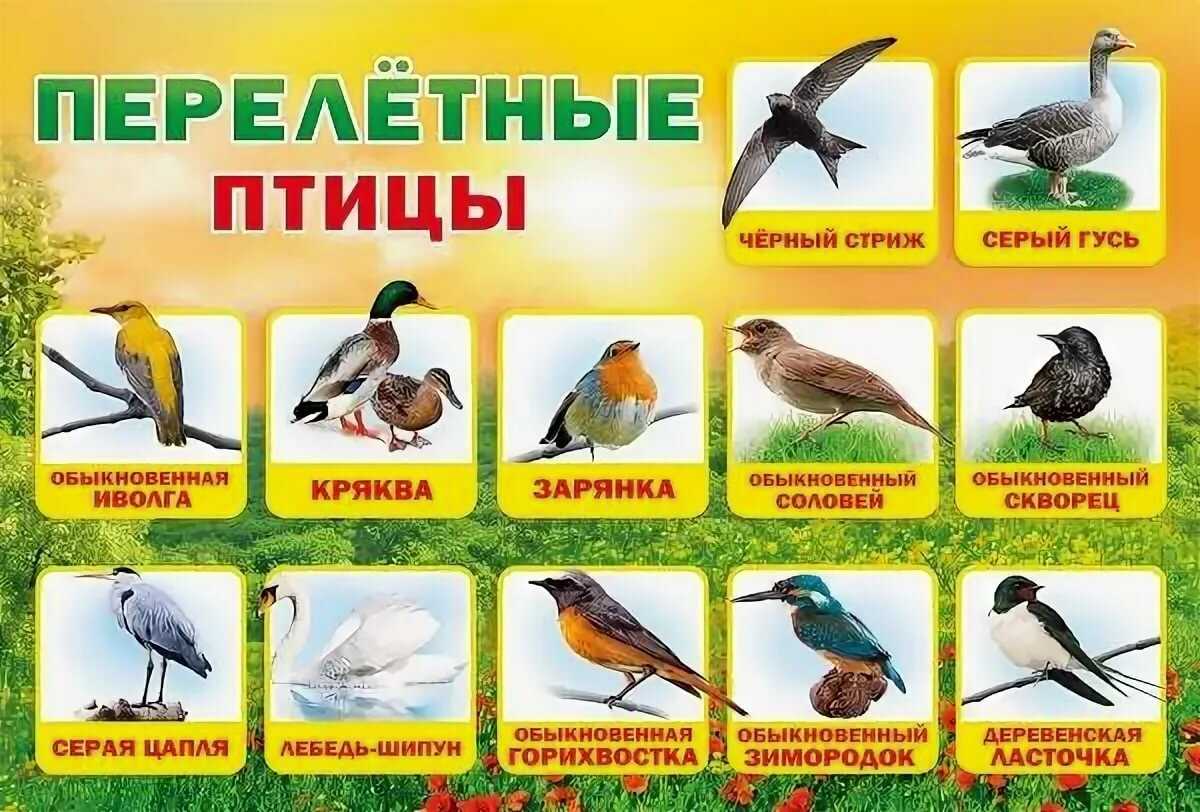 Перелетные и зимующие пртицы: информация для школьного проекта