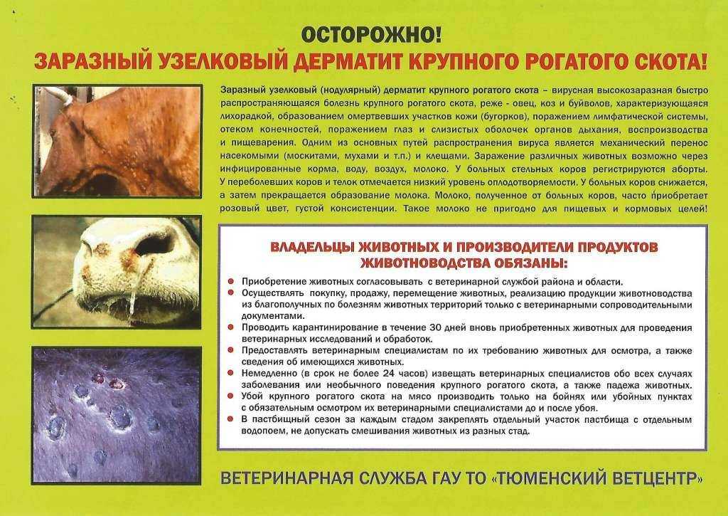 Яловая корова – 7 причин бесплодия крс и способы их решения