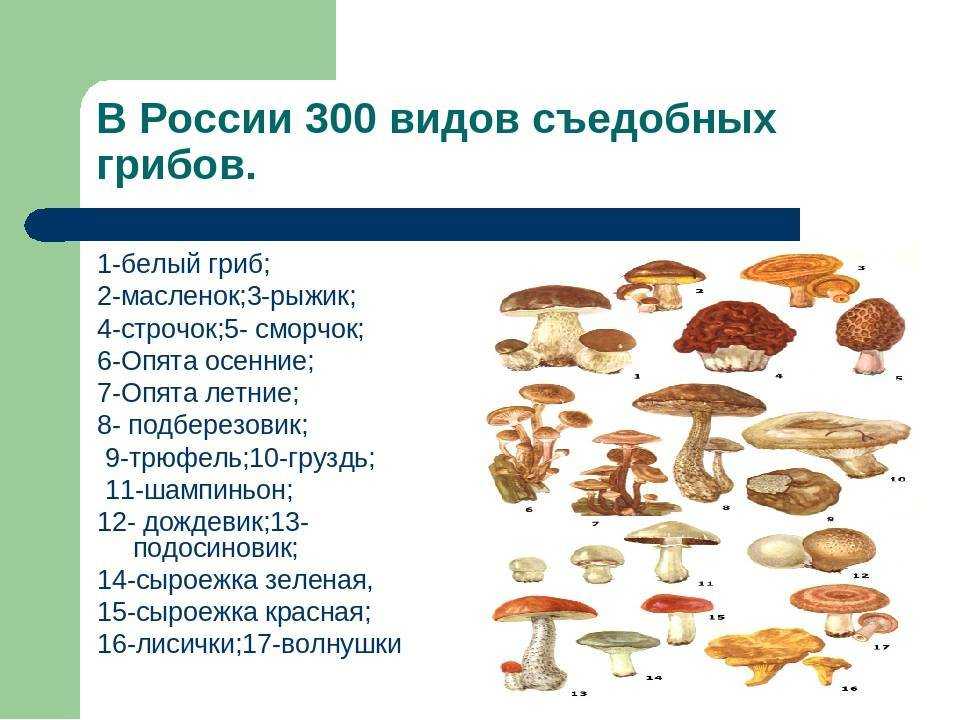 Грибы
