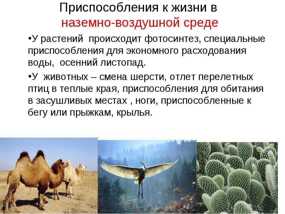 Какой самый большой слон в мире