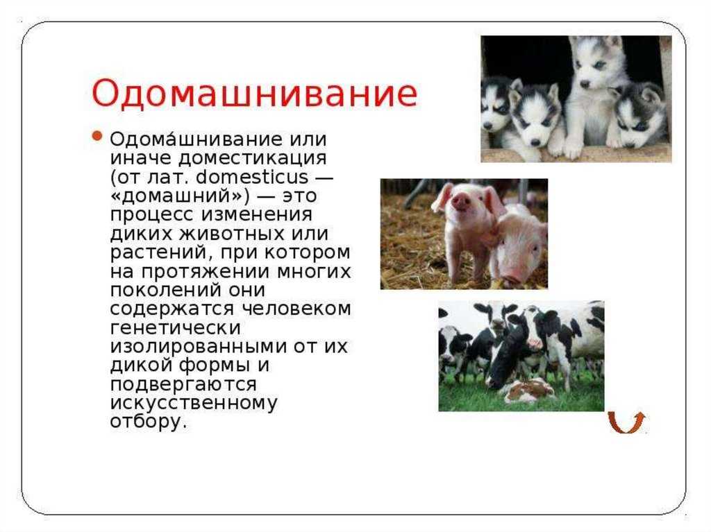 Как человек приручал и одомашнивал животных