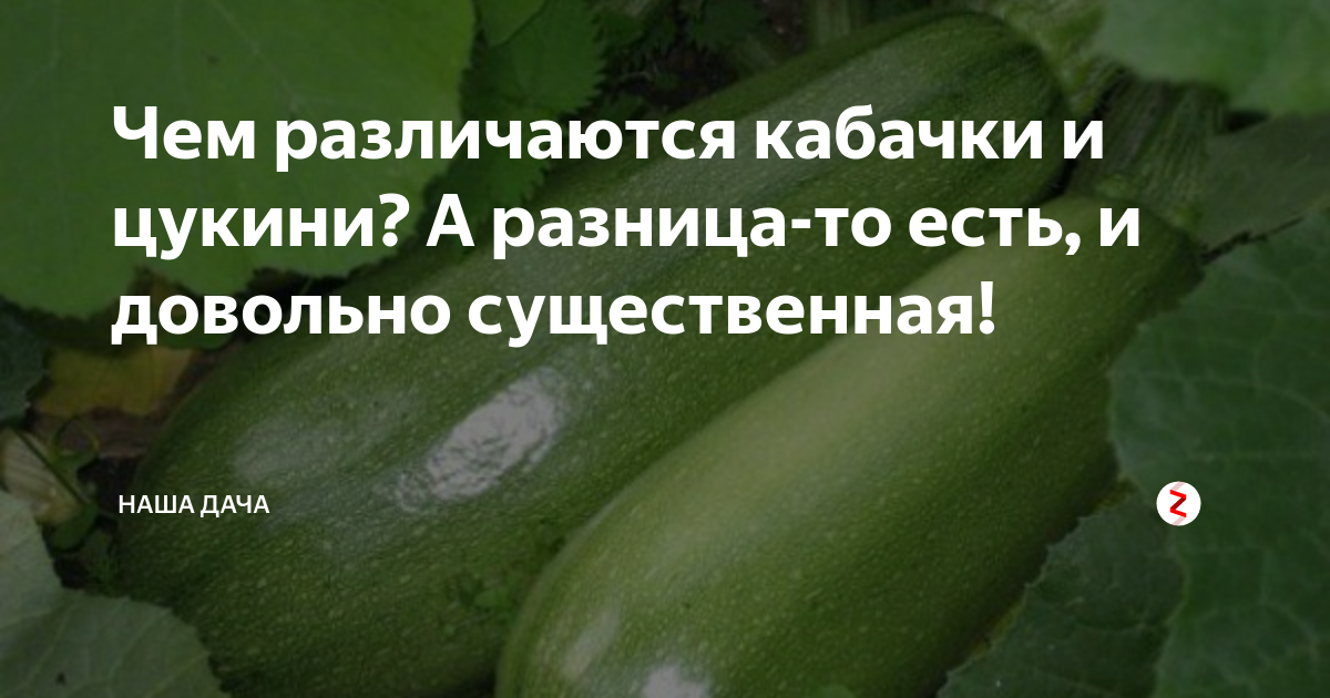 Разница между обычным кабачком и цукини. фото, видео рецепты — траварт