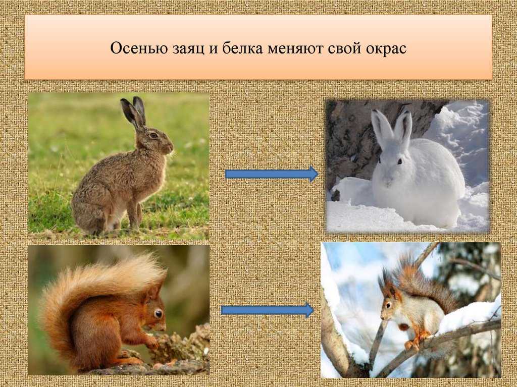 Лиса меняет шубу зимой