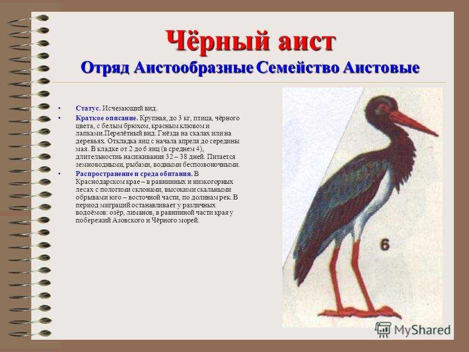Растения, занесенные в красную книгу краснодарского края