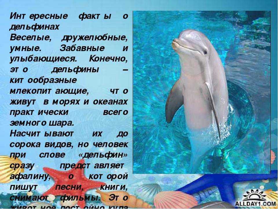 Интересные факты о жизни дельфинов