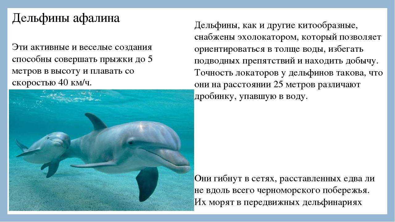 Интересные факты о дельфинах для детей, учеников 4 класса - самые удивительные истории о млекопитающих