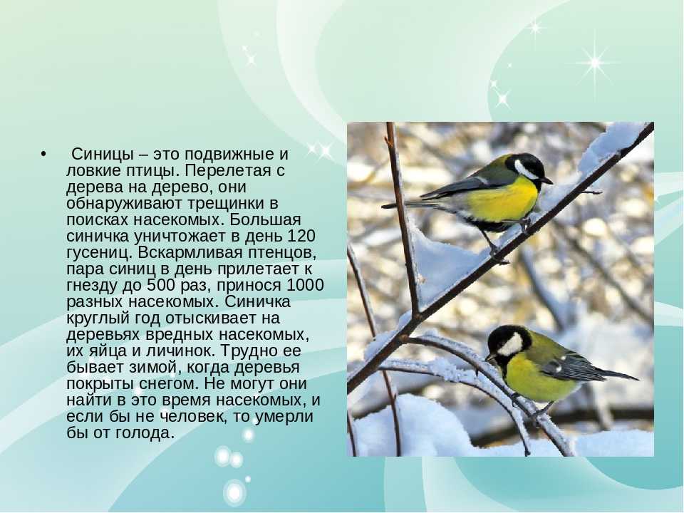 Описание усатой синицы из красной книги