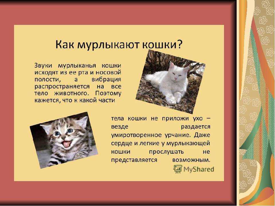 Почему кошки мурлыкают и как они это делают: новости, кошки, звук, исследования, здоровье, стресс, домашние животные