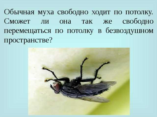 Октава