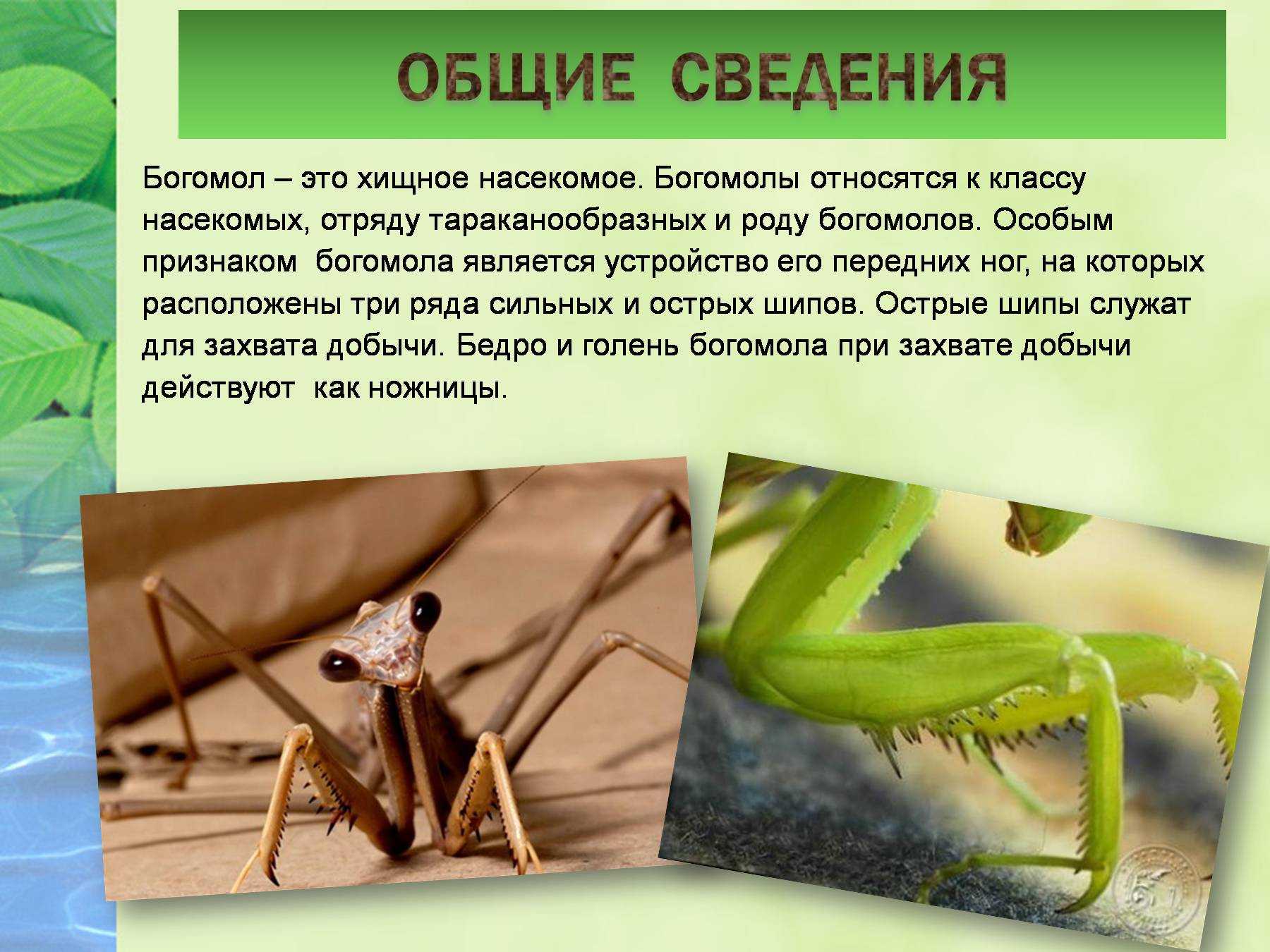 Что ест богомола у черного моря