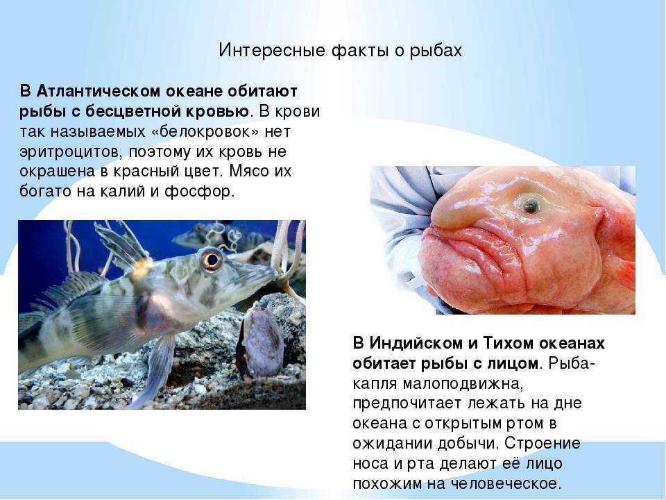 В статье рассказываются наиболее интересные фактах о рыбах