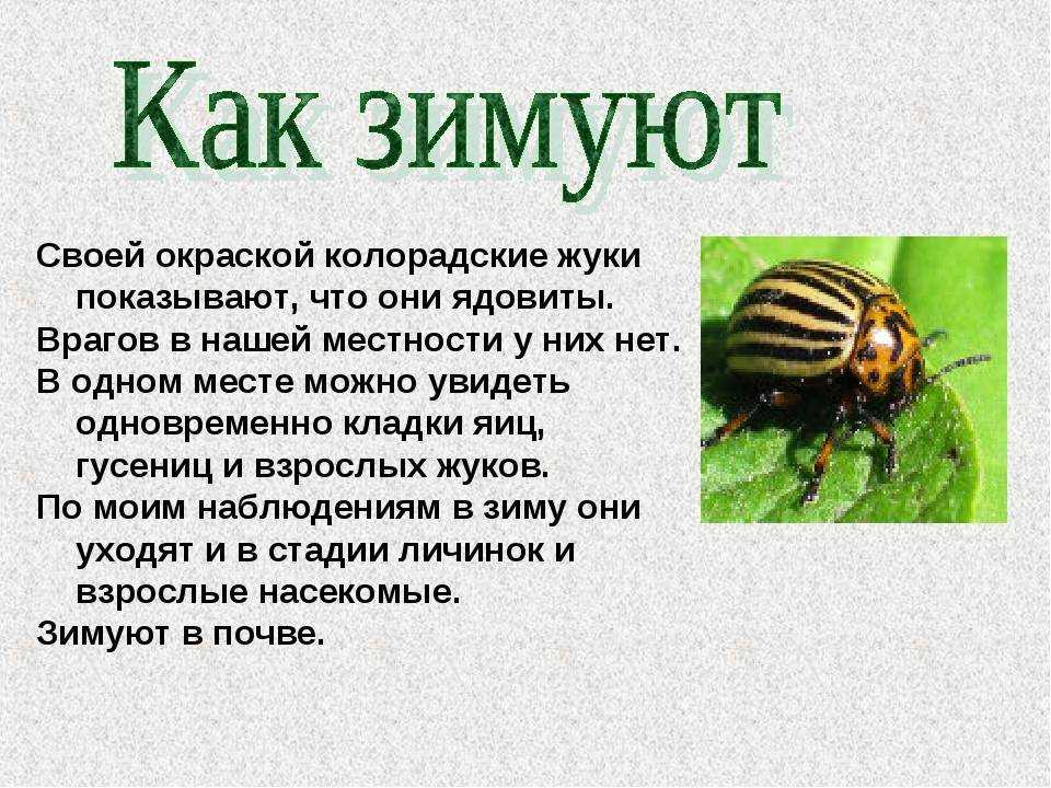 Колорадский жук. образ жизни и среда обитания колорадского жука | животный мир
