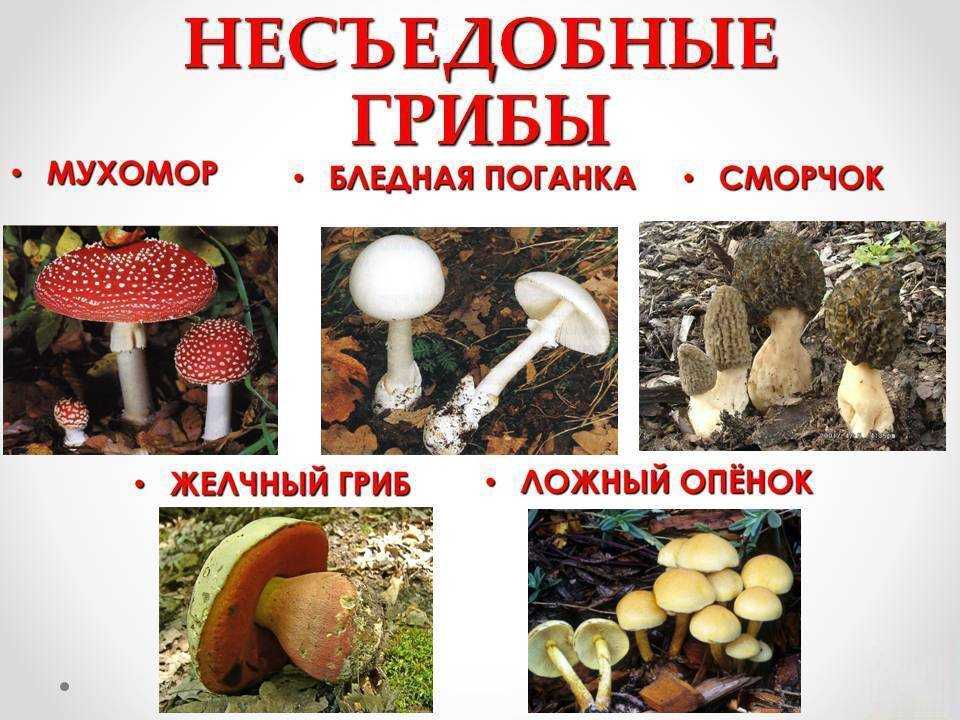 Ядовитые грибы (40 фото): виды, как определить приварке, отличить от съедобных, почему нельзя уничтожать