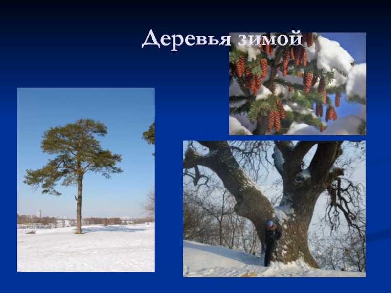 Подготовка яблонь к зиме: как лучше укрыть и правила утепления