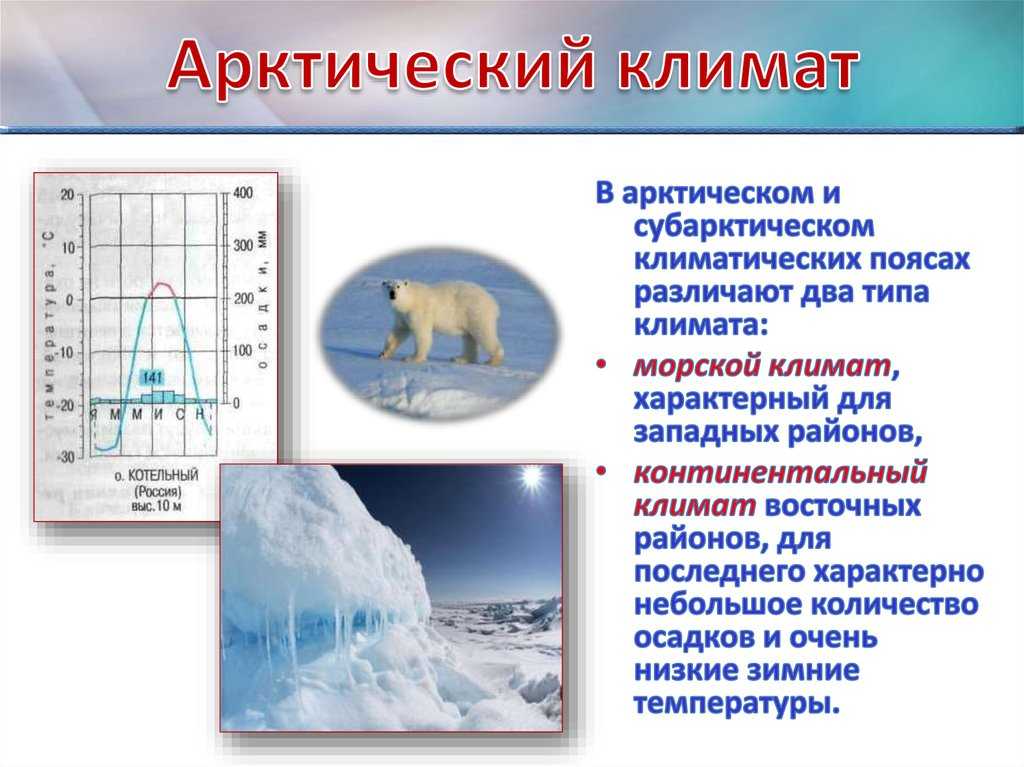 Природные зоны полярного пояса – основные особенности арктического пояса
