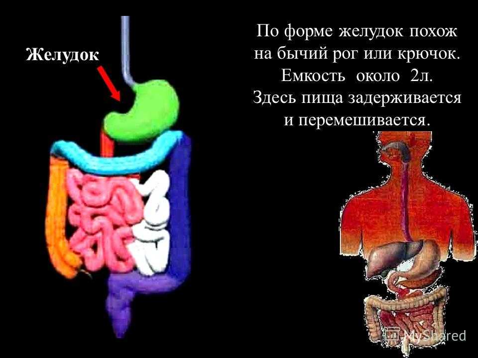 12 удивительных фактов о вашей пищеварительной системе