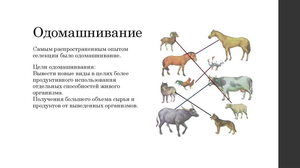 о домашних животных Кто это, какие виды к ним относятся, как происходил процесс одомашнивания Первые прирученные человеком животные