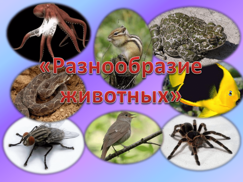 Болото: образование, виды, классификация. животный мир и значение болот