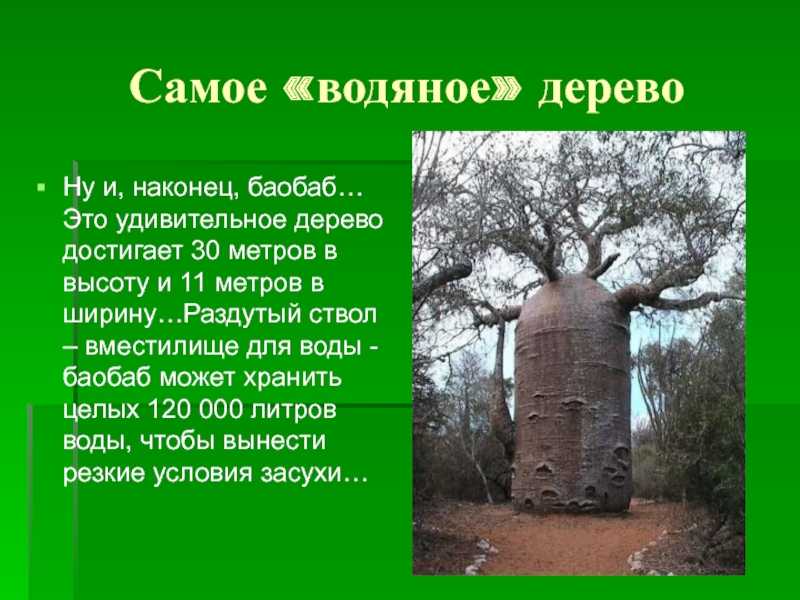 Интересные факты о деревьях