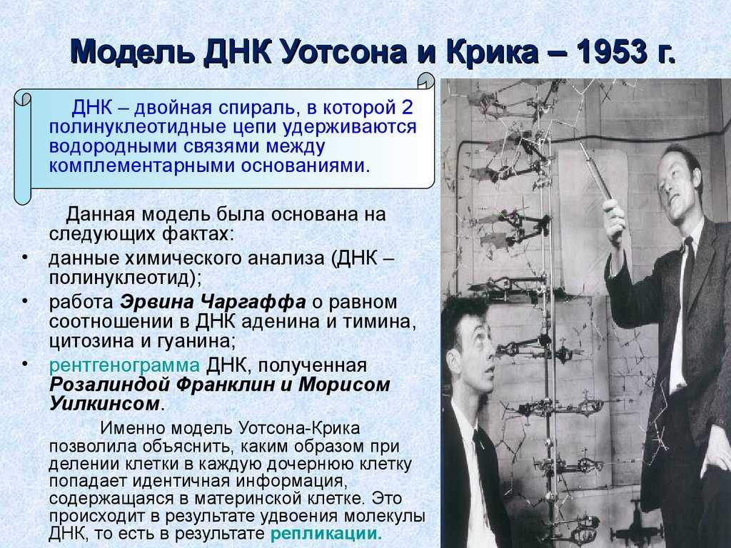 Френсис крик и джеймс уотсон «открытие вторичной структуры днк»