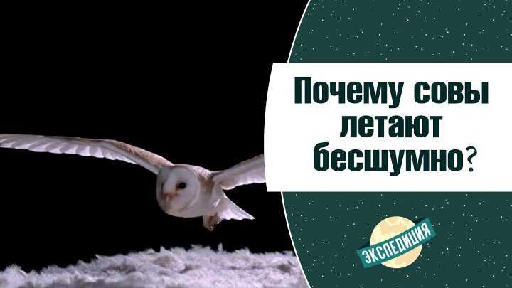 Виды сов. описание, названия и фото видов сов | животный мир