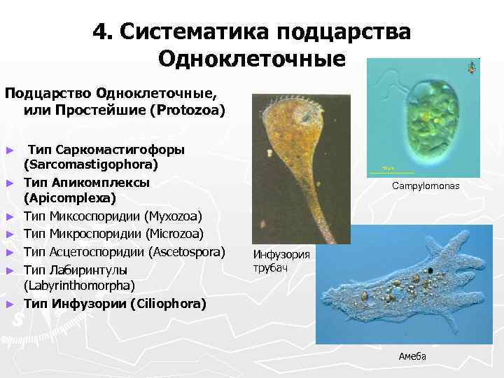 Амеба обыкновенная: строение, дыхание, питание, размножение > лаборатория фитоинвазий