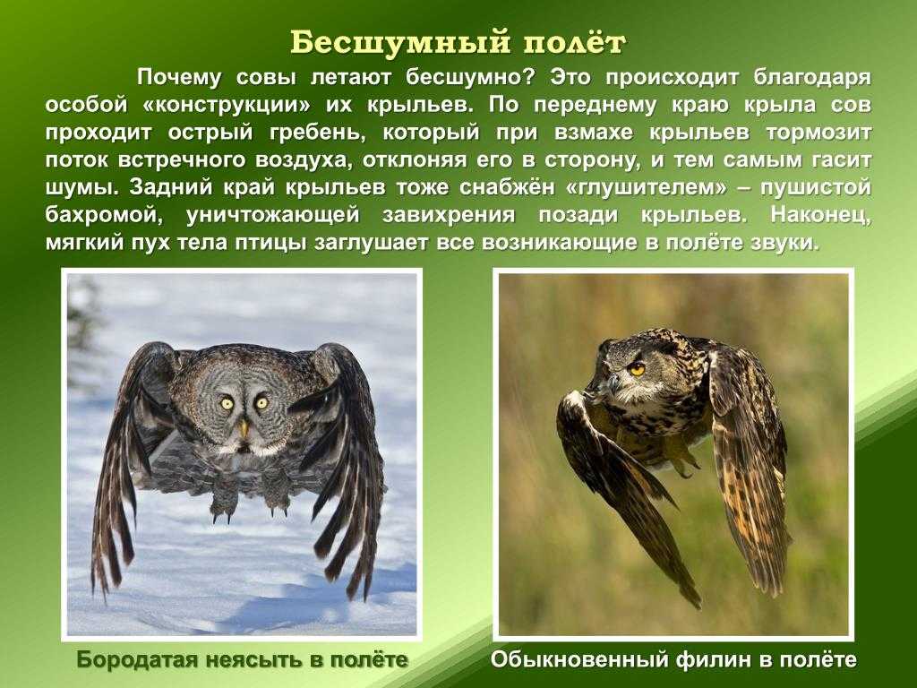 В статье описываются характерные особенности совообразных Строение крыльев и перьев