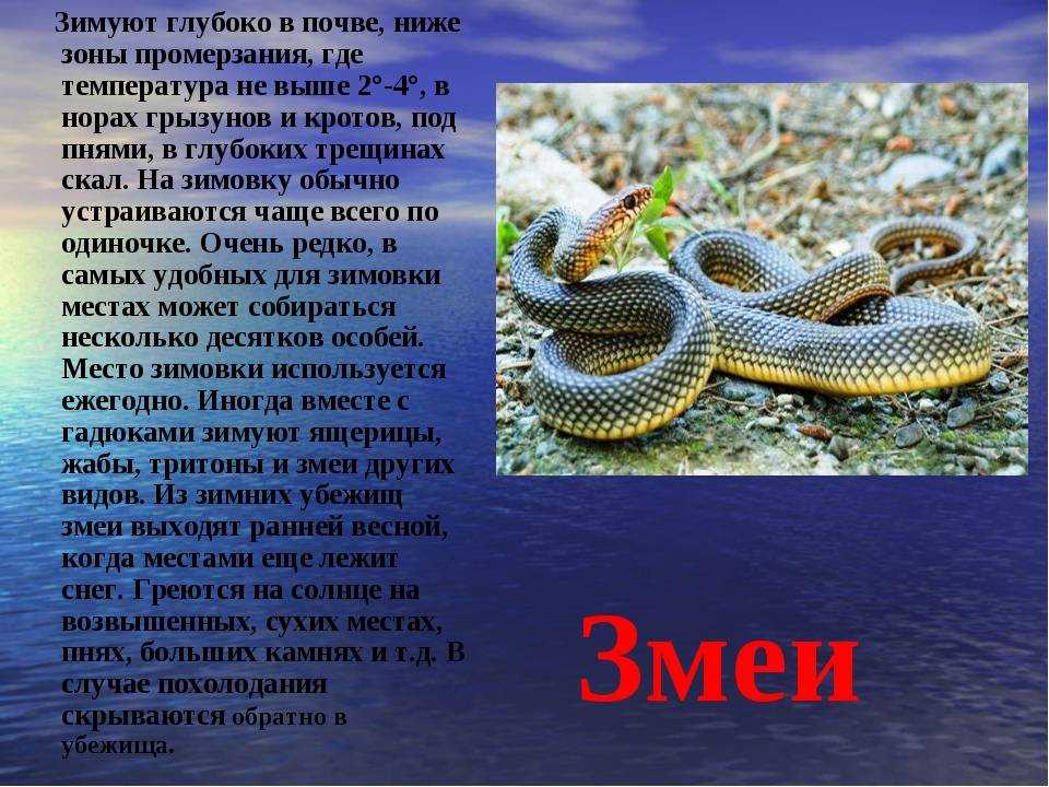 Обыкновенная гадюка: описание, фото, ареал и среда обитания, питание