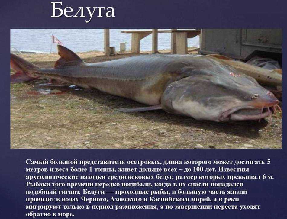 Рыба белуга: самая крупная из всех пресноводных рыб