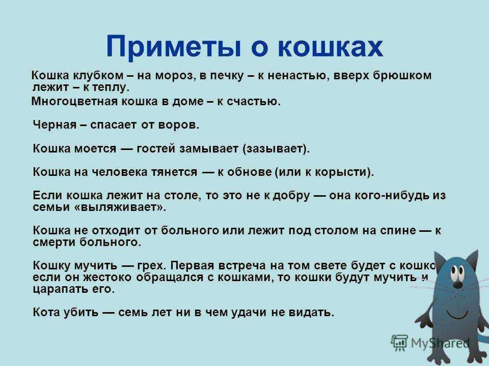 Почему кошки прыгают на спину хозяину