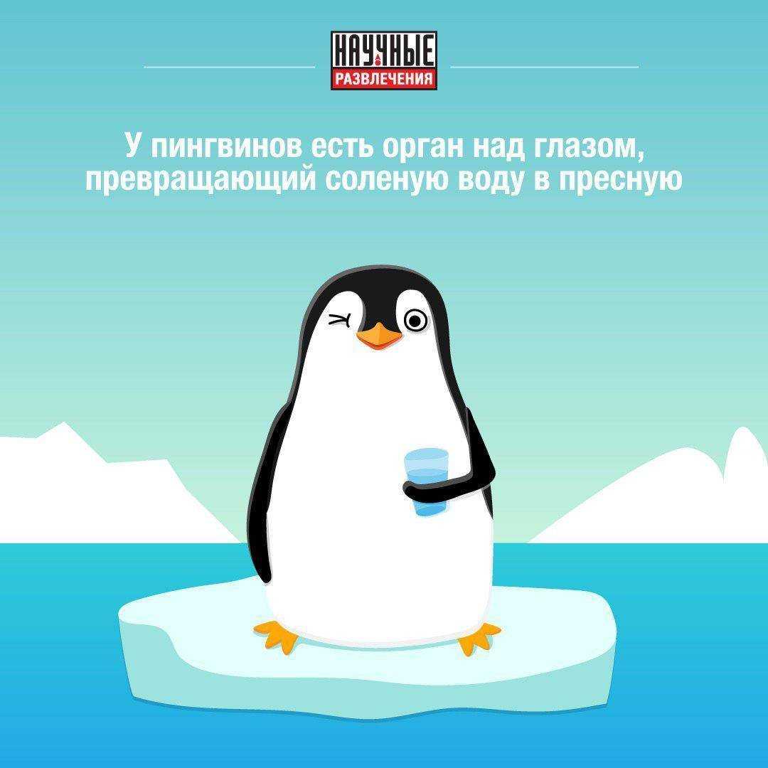 Очень много интересных фактов о пингвинах