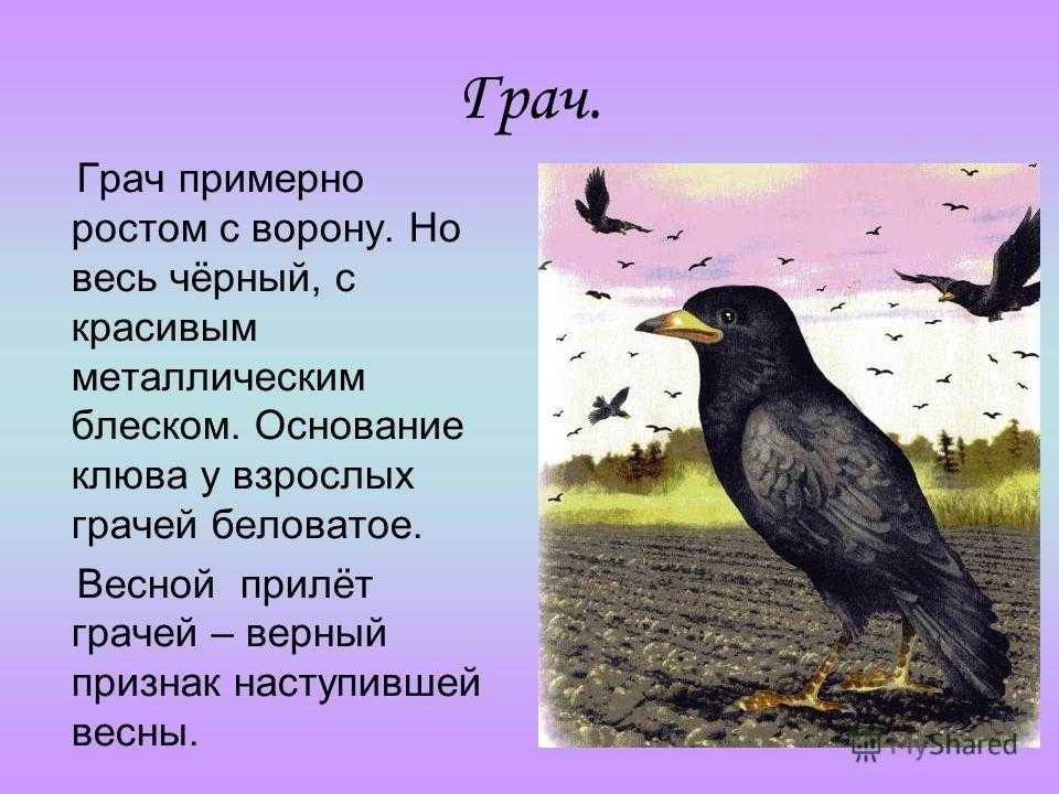 Птица грач описание для детей