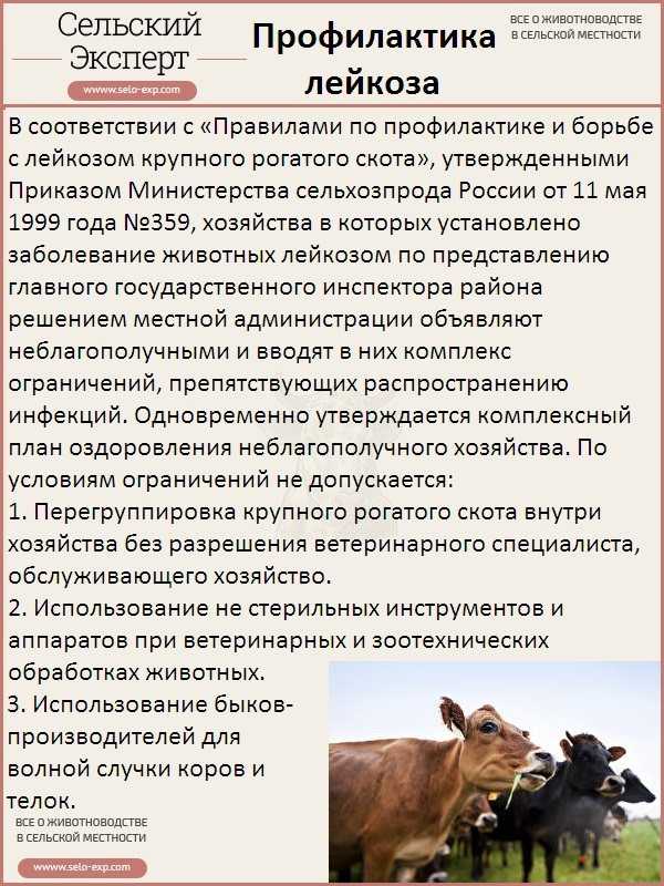 Как выбрать телочку на хорошую корову по приметам