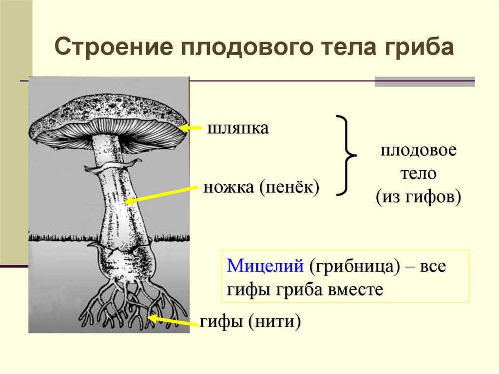 Грибы