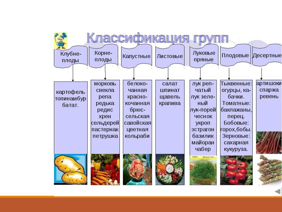 Корнеплоды: что это такое, список овощей, виды растений