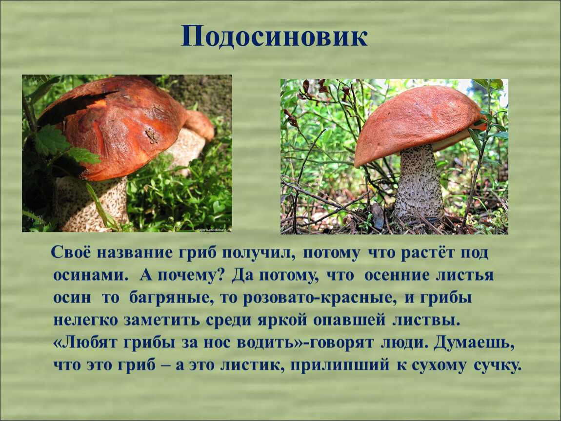 Подосиновик красный -  гриб полезные свойства, как собирать, хранить и готовит. фото и видео.